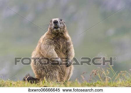 Marmot (Marmota marmota) in the Alps, Hohe Tauern National Park, Austria, Europe View Large Photo Image Stock Photography - Marmot (Marmota marmota) in the Alps, Hohe Tauern National Park, Austria, Europe. Fotosearch