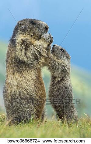 Marmot (Marmota marmota) with young in the Alps, Hohe Tauern National Park, Austria, Europe View Large Photo Image Picture - Marmot (Marmota marmota) with young in the Alps, Hohe Tauern National Park, Austria, Europe. Fotosearch