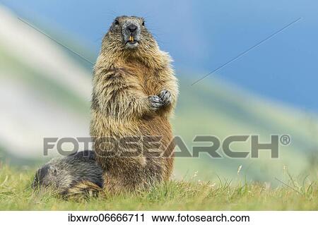 Marmot (Marmota marmota) with young in the Alps, Hohe Tauern National Park, Austria, Europe View Large Photo Image Stock Image - Marmot (Marmota marmota) with young in the Alps, Hohe Tauern National Park, Austria, Europe. Fotosearch