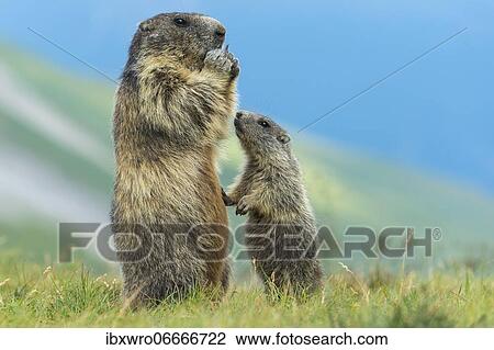 Marmot (Marmota marmota) with young in the Alps, Hohe Tauern National Park, Austria, Europe View Large Photo Image Stock Image - Marmot (Marmota marmota) with young in the Alps, Hohe Tauern National Park, Austria, Europe. Fotosearch