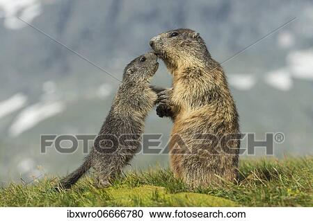 Marmot (Marmota marmota) with young in the Alps, Hohe Tauern National Park, Austria, Europe View Large Photo Image Stock Image - Marmot (Marmota marmota) with young in the Alps, Hohe Tauern National Park, Austria, Europe. Fotosearch
