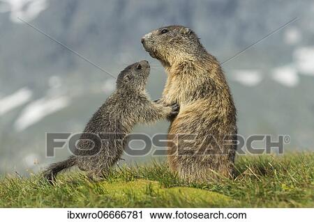 Stock Image - Marmot (Marmota marmota) with young in the Alps, Hohe Tauern National Park, Austria, Europe. Fotosearch