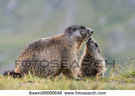Marmot (Marmota marmota) with young in the Alps, Hohe Tauern National Park, Austria, Europe View Large Photo Image Stock Photo - Marmot (Marmota marmota) with young in the Alps, Hohe Tauern National Park, Austria, Europe. Fotosearch