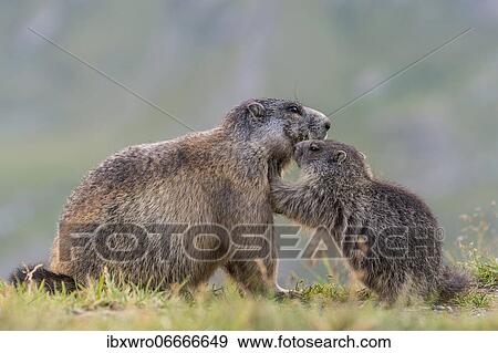 Marmot (Marmota marmota) with young in the Alps, Hohe Tauern National Park, Austria, Europe View Large Photo Image Stock Photo - Marmot (Marmota marmota) with young in the Alps, Hohe Tauern National Park, Austria, Europe. Fotosearch