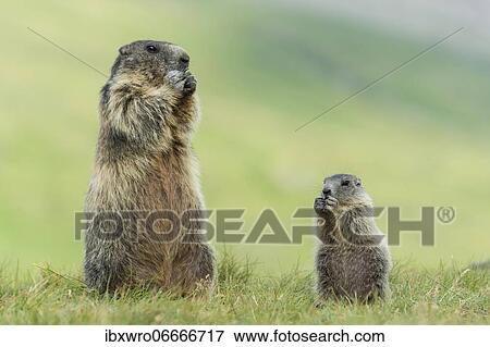 Marmot (Marmota marmota) with young in the Alps, Hohe Tauern National Park, Austria, Europe View Large Photo Image Stock Photo - Marmot (Marmota marmota) with young in the Alps, Hohe Tauern National Park, Austria, Europe. Fotosearch