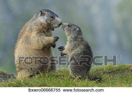 Marmot (Marmota marmota) with young in the Alps, Hohe Tauern National Park, Austria, Europe View Large Photo Image Stock Photography - Marmot (Marmota marmota) with young in the Alps, Hohe Tauern National Park, Austria, Europe. Fotosearch