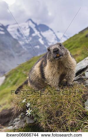 Marmots (Marmota marmota) in the Alps, Edelweiss, Hohe Tauern National Park, Austria, Europe View Large Photo Image Picture - Marmots (Marmota marmota) in the Alps, Edelweiss, Hohe Tauern National Park, Austria, Europe. Fotosearch