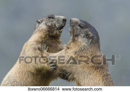 Marmots (Marmota marmota) in the Alps, fight, play, portrait, Hohe Tauern National Park, Austria, Europe View Large Photo Image Picture - Marmots (Marmota marmota) in the Alps, fight, play, portrait, Hohe Tauern National Park, Austria, Europe. Fotosearch