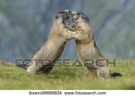 Marmots (Marmota marmota) in the Alps, fight, play, portrait, Hohe Tauern National Park, Austria, Europe View Large Photo Image Picture - Marmots (Marmota marmota) in the Alps, fight, play, portrait, Hohe Tauern National Park, Austria, Europe. Fotosearch