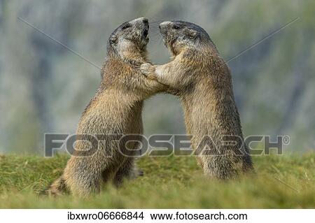 Marmots (Marmota marmota) in the Alps, fight, play, portrait, Hohe Tauern National Park, Austria, Europe View Large Photo Image Picture - Marmots (Marmota marmota) in the Alps, fight, play, portrait, Hohe Tauern National Park, Austria, Europe. Fotosearch