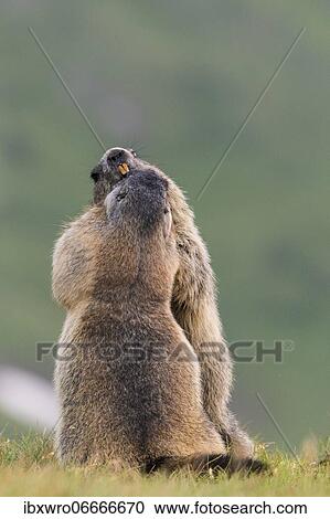 Marmots (Marmota marmota) in the Alps, Streit, Hohe Tauern National Park, Austria, Europe View Large Photo Image Stock Image - Marmots (Marmota marmota) in the Alps, Streit, Hohe Tauern National Park, Austria, Europe. Fotosearch