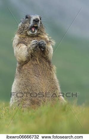 Marmots (Marmota marmota) in the Alps, Hohe Tauern National Park, Austria, Europe View Large Photo Image Stock Image - Marmots (Marmota marmota) in the Alps, Hohe Tauern National Park, Austria, Europe. Fotosearch