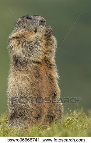 Marmots (Marmota marmota) in the Alps, Hohe Tauern National Park, Austria, Europe View Large Photo Image Stock Image - Marmots (Marmota marmota) in the Alps, Hohe Tauern National Park, Austria, Europe. Fotosearch