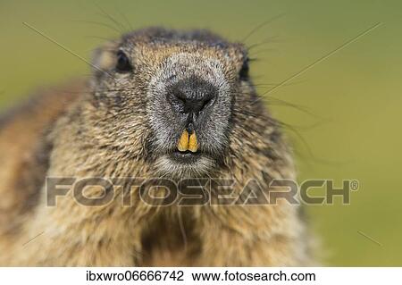 Marmots (Marmota marmota) in the Alps, portrait, Hohe Tauern National Park, Austria, Europe View Large Photo Image Stock Image - Marmots (Marmota marmota) in the Alps, portrait, Hohe Tauern National Park, Austria, Europe. Fotosearch