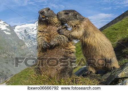 Stock Image - Marmots (Marmota marmota) in the Alps, mountains, Hohe Tauern National Park, Austria, Europe. Fotosearch