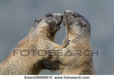 Marmots (Marmota marmota) in the Alps, fight, play, portrait, Hohe Tauern National Park, Austria, Europe View Large Photo Image Stock Image - Marmots (Marmota marmota) in the Alps, fight, play, portrait, Hohe Tauern National Park, Austria, Europe. Fotosearch
