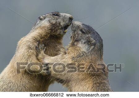 Marmots (Marmota marmota) in the Alps, fight, play, portrait, Hohe Tauern National Park, Austria, Europe View Large Photo Image Stock Image - Marmots (Marmota marmota) in the Alps, fight, play, portrait, Hohe Tauern National Park, Austria, Europe. Fotosearch