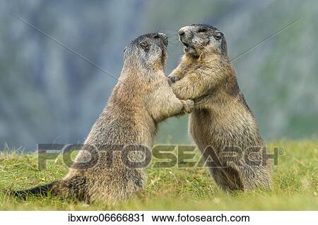 Marmots (Marmota marmota) in the Alps, fight, play, portrait, Hohe Tauern National Park, Austria, Europe View Large Photo Image Stock Image - Marmots (Marmota marmota) in the Alps, fight, play, portrait, Hohe Tauern National Park, Austria, Europe. Fotosearch