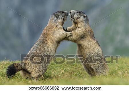 Marmots (Marmota marmota) in the Alps, fight, play, portrait, Hohe Tauern National Park, Austria, Europe View Large Photo Image Stock Image - Marmots (Marmota marmota) in the Alps, fight, play, portrait, Hohe Tauern National Park, Austria, Europe. Fotosearch