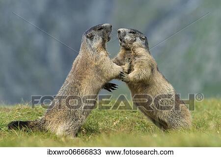 Marmots (Marmota marmota) in the Alps, fight, play, portrait, Hohe Tauern National Park, Austria, Europe View Large Photo Image Stock Image - Marmots (Marmota marmota) in the Alps, fight, play, portrait, Hohe Tauern National Park, Austria, Europe. Fotosearch