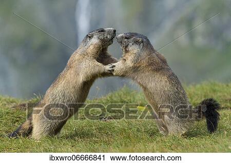 Marmots (Marmota marmota) in the Alps, fight, play, portrait, Hohe Tauern National Park, Austria, Europe View Large Photo Image Stock Image - Marmots (Marmota marmota) in the Alps, fight, play, portrait, Hohe Tauern National Park, Austria, Europe. Fotosearch
