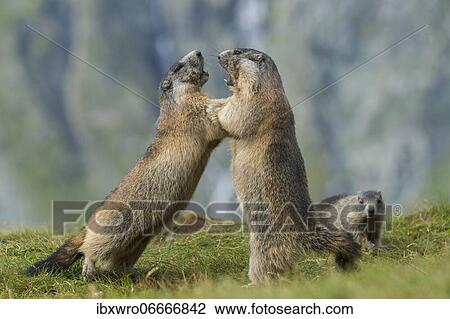 Marmots (Marmota marmota) in the Alps, fight, play, portrait, Hohe Tauern National Park, Austria, Europe View Large Photo Image Stock Image - Marmots (Marmota marmota) in the Alps, fight, play, portrait, Hohe Tauern National Park, Austria, Europe. Fotosearch