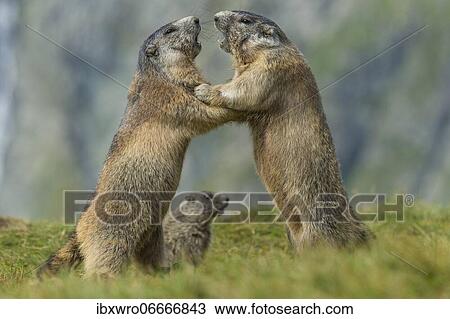 Marmots (Marmota marmota) in the Alps, fight, play, portrait, Hohe Tauern National Park, Austria, Europe View Large Photo Image Stock Image - Marmots (Marmota marmota) in the Alps, fight, play, portrait, Hohe Tauern National Park, Austria, Europe. Fotosearch