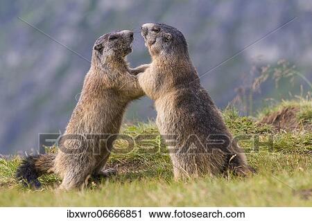 Marmots (Marmota marmota) in the Alps, fight, play, portrait, Hohe Tauern National Park, Austria, Europe View Large Photo Image Stock Image - Marmots (Marmota marmota) in the Alps, fight, play, portrait, Hohe Tauern National Park, Austria, Europe. Fotosearch