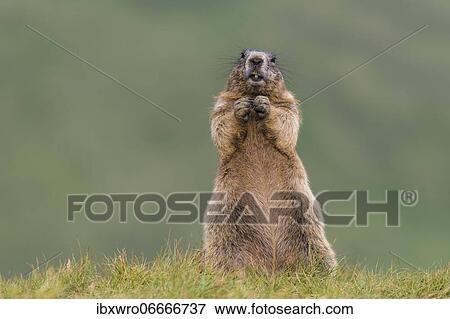 Marmots (Marmota marmota) in the Alps, Hohe Tauern National Park, Austria, Europe View Large Photo Image Stock Photo - Marmots (Marmota marmota) in the Alps, Hohe Tauern National Park, Austria, Europe. Fotosearch