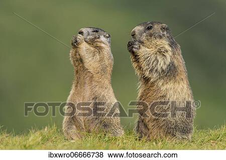 Marmots (Marmota marmota) in the Alps, Hohe Tauern National Park, Austria, Europe View Large Photo Image Stock Photo - Marmots (Marmota marmota) in the Alps, Hohe Tauern National Park, Austria, Europe. Fotosearch