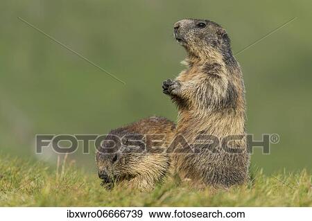 Marmots (Marmota marmota) in the Alps, Hohe Tauern National Park, Austria, Europe View Large Photo Image Stock Photo - Marmots (Marmota marmota) in the Alps, Hohe Tauern National Park, Austria, Europe. Fotosearch