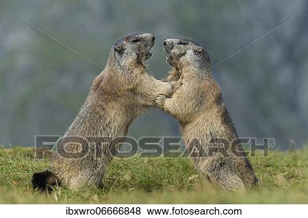 Marmots (Marmota marmota) in the Alps, fight, play, portrait, Hohe Tauern National Park, Austria, Europe View Large Photo Image Stock Photo - Marmots (Marmota marmota) in the Alps, fight, play, portrait, Hohe Tauern National Park, Austria, Europe. Fotosearch