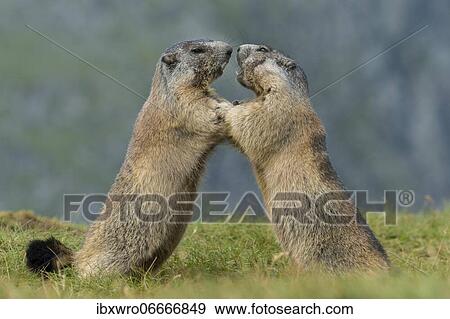 Marmots (Marmota marmota) in the Alps, fight, play, portrait, Hohe Tauern National Park, Austria, Europe View Large Photo Image Stock Photo - Marmots (Marmota marmota) in the Alps, fight, play, portrait, Hohe Tauern National Park, Austria, Europe. Fotosearch
