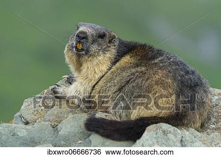 Marmots (Marmota marmota) in the Alps, Hohe Tauern National Park, Austria, Europe View Large Photo Image Stock Photograph - Marmots (Marmota marmota) in the Alps, Hohe Tauern National Park, Austria, Europe. Fotosearch