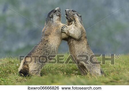 Marmots (Marmota marmota) in the Alps, fight, play, portrait, Hohe Tauern National Park, Austria, Europe View Large Photo Image Stock Photograph - Marmots (Marmota marmota) in the Alps, fight, play, portrait, Hohe Tauern National Park, Austria, Europe. Fotosearch