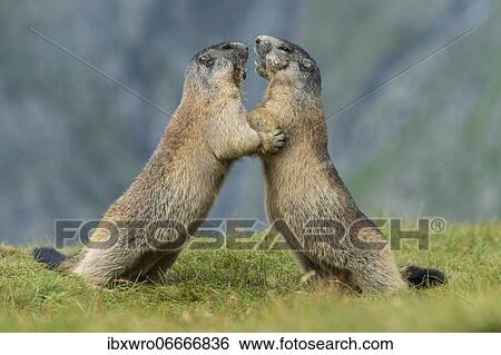 Marmots (Marmota marmota) in the Alps, fight, play, portrait, Hohe Tauern National Park, Austria, Europe View Large Photo Image Stock Photograph - Marmots (Marmota marmota) in the Alps, fight, play, portrait, Hohe Tauern National Park, Austria, Europe. Fotosearch