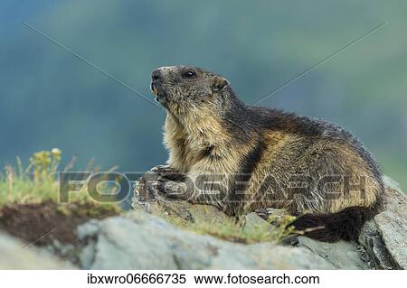 Marmots (Marmota marmota) in the Alps, Hohe Tauern National Park, Austria, Europe View Large Photo Image Stock Photography - Marmots (Marmota marmota) in the Alps, Hohe Tauern National Park, Austria, Europe. Fotosearch