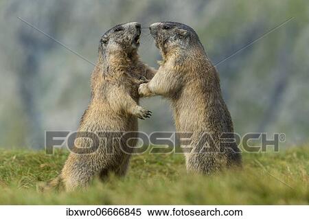 Marmots (Marmota marmota) in the Alps, fight, play, portrait, Hohe Tauern National Park, Austria, Europe View Large Photo Image Stock Photography - Marmots (Marmota marmota) in the Alps, fight, play, portrait, Hohe Tauern National Park, Austria, Europe. Fotosearch