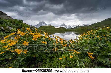 Marsh marigolds (Caltha palustris) at Bachalpsee, mountain peaks are reflected in the lake, Schreckhorn, Finsteraarhorn, Bernese Oberland, Switzerland, Europe View Large Photo Image Stock Photography - Marsh marigolds (Caltha palustris) at Bachalpsee, mountain peaks are reflected in the lake, Schreckhorn, Finsteraarhorn, Bernese Oberland, Switzerland, Europe. Fotosearch
