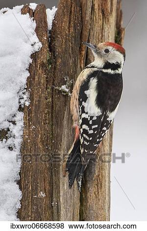 Stock Photo - Middle spotted woodpecker (Leiopicus medius) in winter, Germany, Europe. Fotosearch