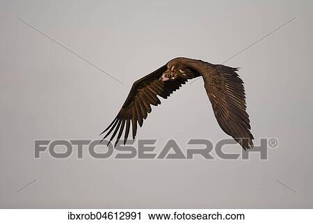 Monk vulture (Aegypius monachus) in flight, Extremadura, Spain, Europe View Large Photo Image Stock Image - Monk vulture (Aegypius monachus) in flight, Extremadura, Spain, Europe. Fotosearch