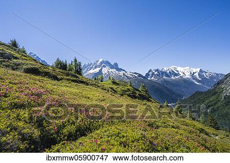 Stock Photo - Mountain panorama from Aiguillette des Posettes, left summit of Aiguille Verte, right Aiguille du Midi and Mont Blanc, Chamonix, Haute-Savoie, France, Europe. Fotosearch