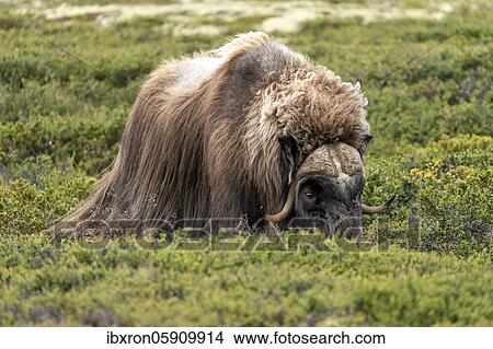 Musk ox (Ovibos moschatus) in the tundra in Dovrefjell National Park, Norway, Europe View Large Photo Image Picture - Musk ox (Ovibos moschatus) in the tundra in Dovrefjell National Park, Norway, Europe. Fotosearch