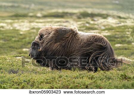 Stock Image - Musk ox (Ovibos moschatus) in the tundra, Dovrefjell National Park, Norway, Europe. Fotosearch