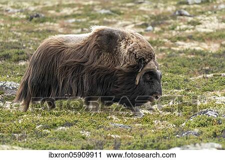 Musk ox (Ovibos moschatus) in the tundra in Dovrefjell National Park, Norway, Europe View Large Photo Image Stock Image - Musk ox (Ovibos moschatus) in the tundra in Dovrefjell National Park, Norway, Europe. Fotosearch