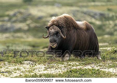 Musk ox (Ovibos moschatus) in the tundra in Dovrefjell National Park, Norway, Europe View Large Photo Image Stock Photo - Musk ox (Ovibos moschatus) in the tundra in Dovrefjell National Park, Norway, Europe. Fotosearch
