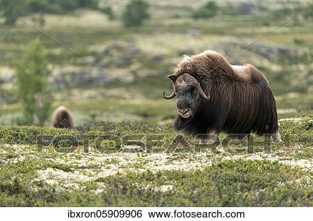 Musk ox (Ovibos moschatus) in the tundra in Dovrefjell National Park, Norway, Europe View Large Photo Image Stock Photograph - Musk ox (Ovibos moschatus) in the tundra in Dovrefjell National Park, Norway, Europe. Fotosearch