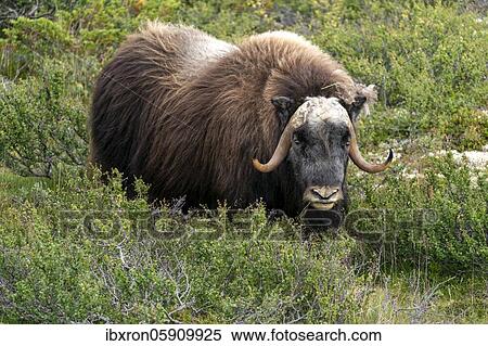 Stock Photography - Musk ox (Ovibos moschatus) in the tundra in Dovrefjell National Park, Norway, Europe. Fotosearch