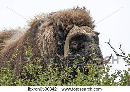 Musk ox (Ovibos moschatus), portrait, Dovrefjell National Park, Norway, Europe View Large Photo Image Stock Image - Musk ox (Ovibos moschatus), portrait, Dovrefjell National Park, Norway, Europe. Fotosearch