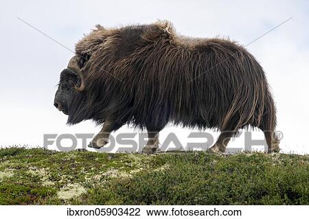 Musk ox (Ovibos moschatus) running in the tundra, Dovrefjell National Park, Norway, Europe View Large Photo Image Stock Image - Musk ox (Ovibos moschatus) running in the tundra, Dovrefjell National Park, Norway, Europe. Fotosearch